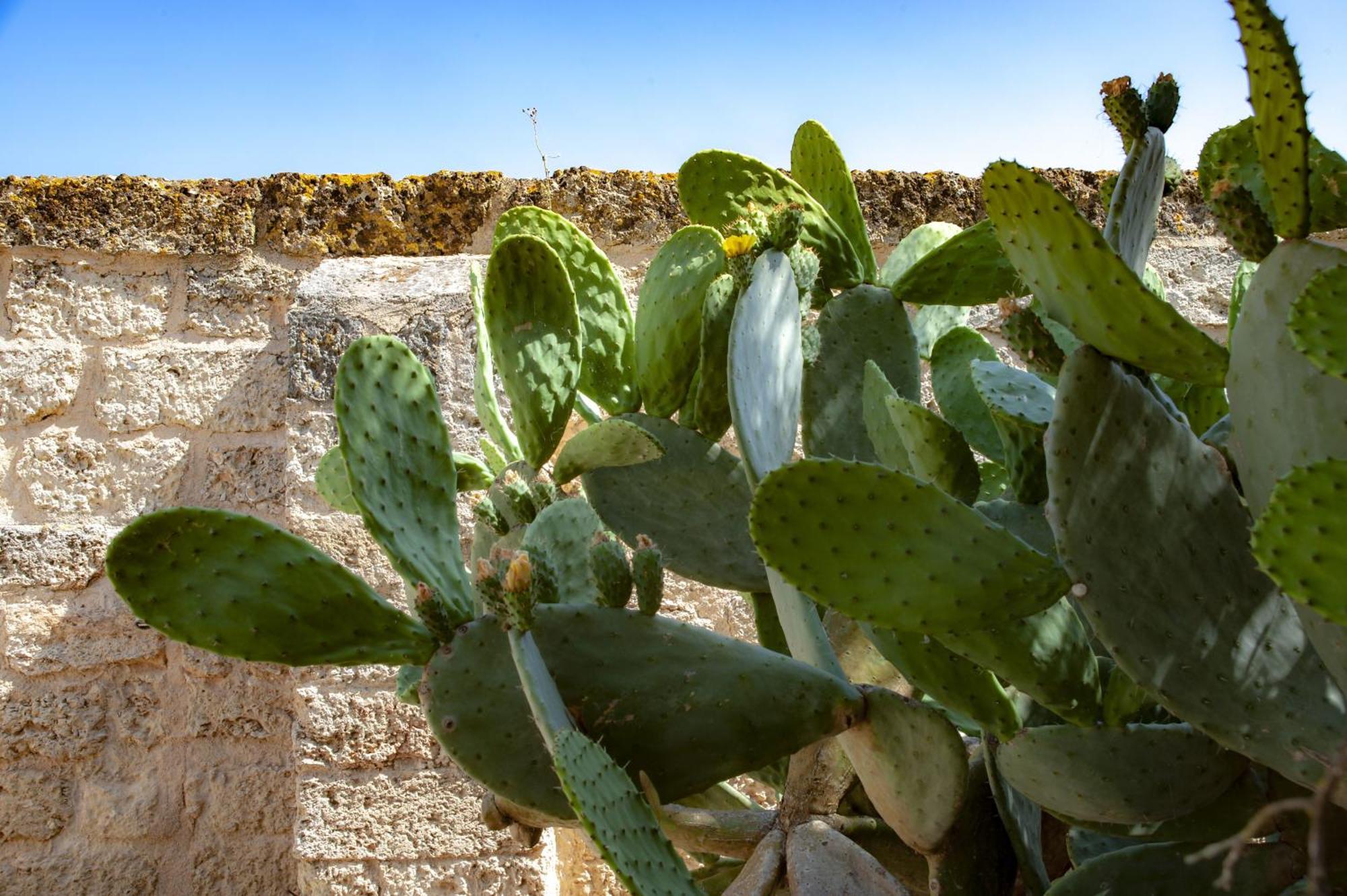 Masseria Bernardini By Symphonya Luxury Rentals Nardò Zewnętrze zdjęcie